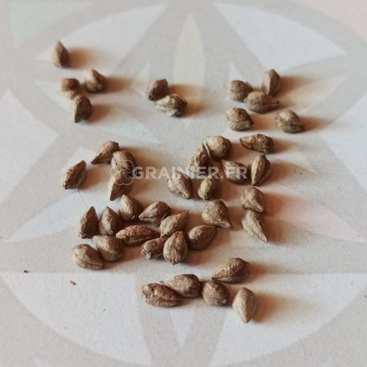 Tartaria buckwheat, ku qiao, fagopyrum tataricum image